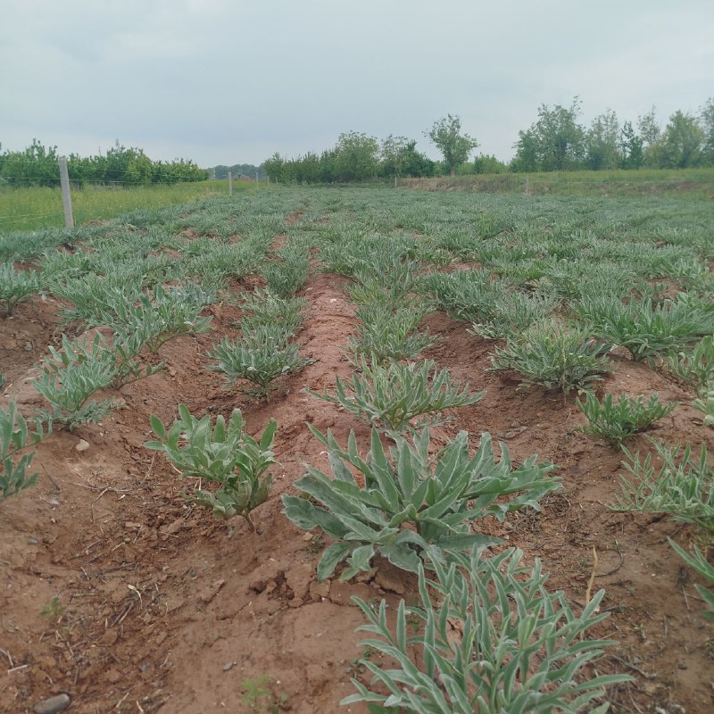 نهال آماده کاشت